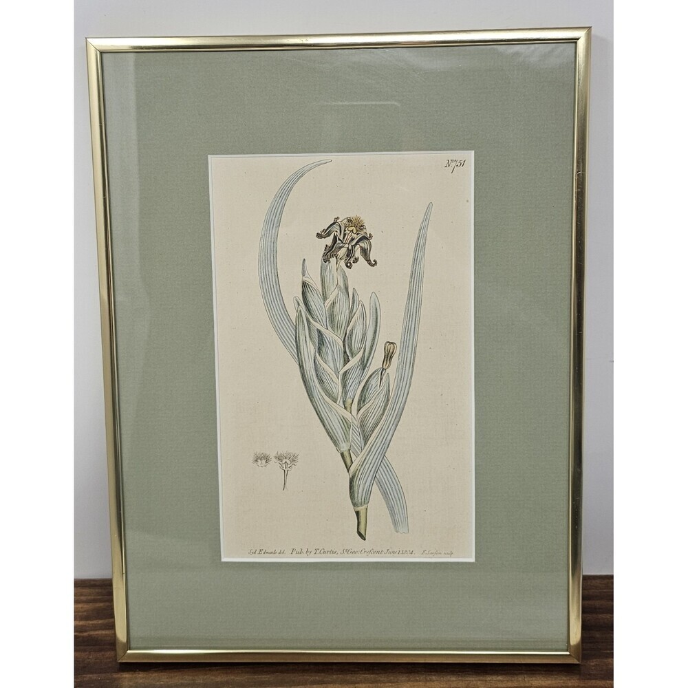 Curtis Botanical Hand Colored Engraving Print 751 Green Variegated Ferraria 1804